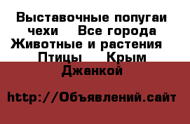 Выставочные попугаи чехи  - Все города Животные и растения » Птицы   . Крым,Джанкой